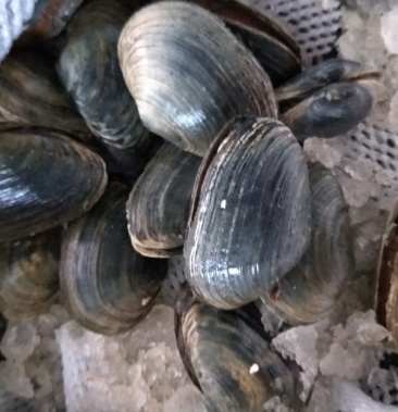 鲜活象拔蚌仔 长鼻蚌刺身白棒象鼻