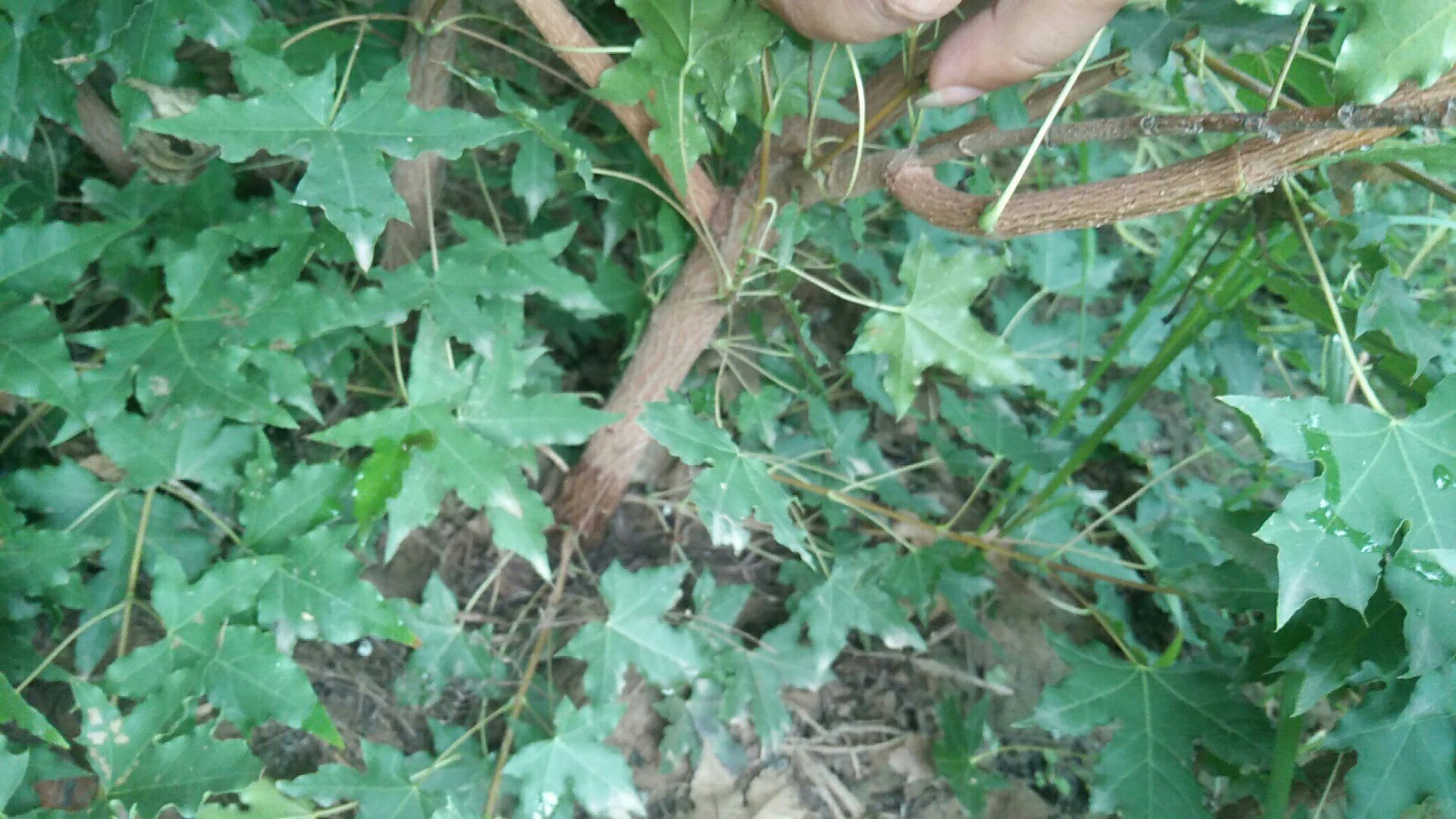 一棵成年五角枫树,树干灰褐色,树皮浅纵裂,树冠开展;枝条伸展,叶片为典型的掌状五裂,边缘有锯齿,叶面绿色,秋季部分叶片已转为金黄色和深红色,背景为秋日林地环境 五角枫全株形态图