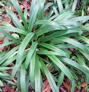 [石蒜批发]正宗野生石蒜价格2.00元/棵 - 一亩田