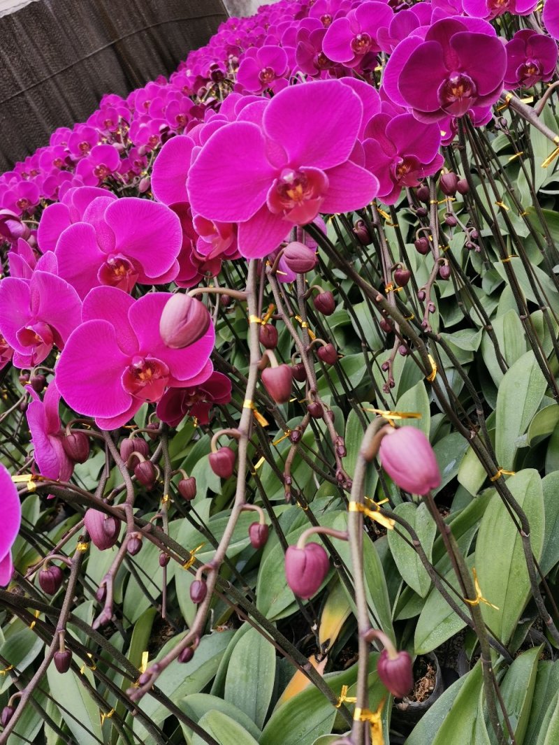 [蝴蝶兰批发]山东潍坊青州市兰花 17.50元/棵火凤凰 蝴蝶兰 _ 一亩田