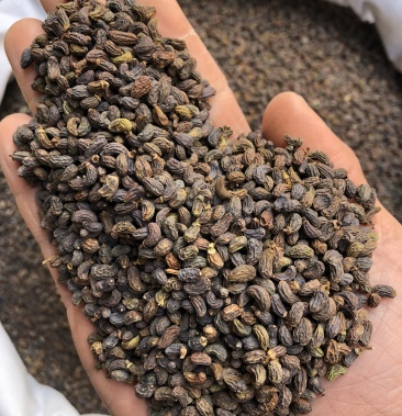 女贞子冬青籽中药材女贞子泡茶泡酒乌发一公斤起批