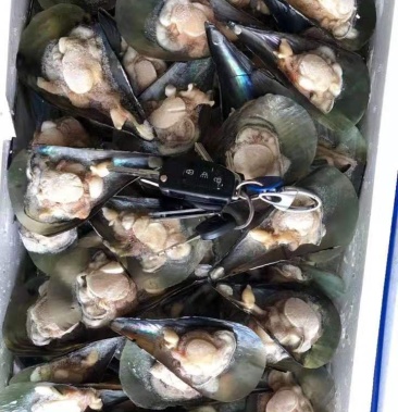 带子江瑶贝半壳江瑶贝半壳