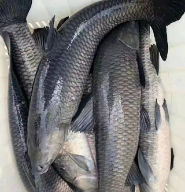 水库淡水养殖大青鱼批发