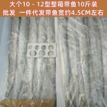 刀鱼