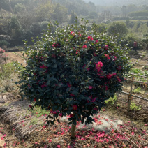 高杆茶梅球1.5米左右冠精品茶梅球供应
