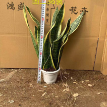 虎皮兰