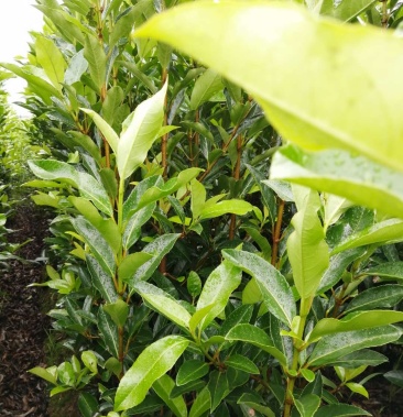 [法国冬青批发]精品法青自产自销量大从优价格3.00元/棵 - 一亩田