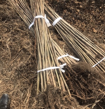 批发枫杨小苗高度1米以上粗度15左右粗