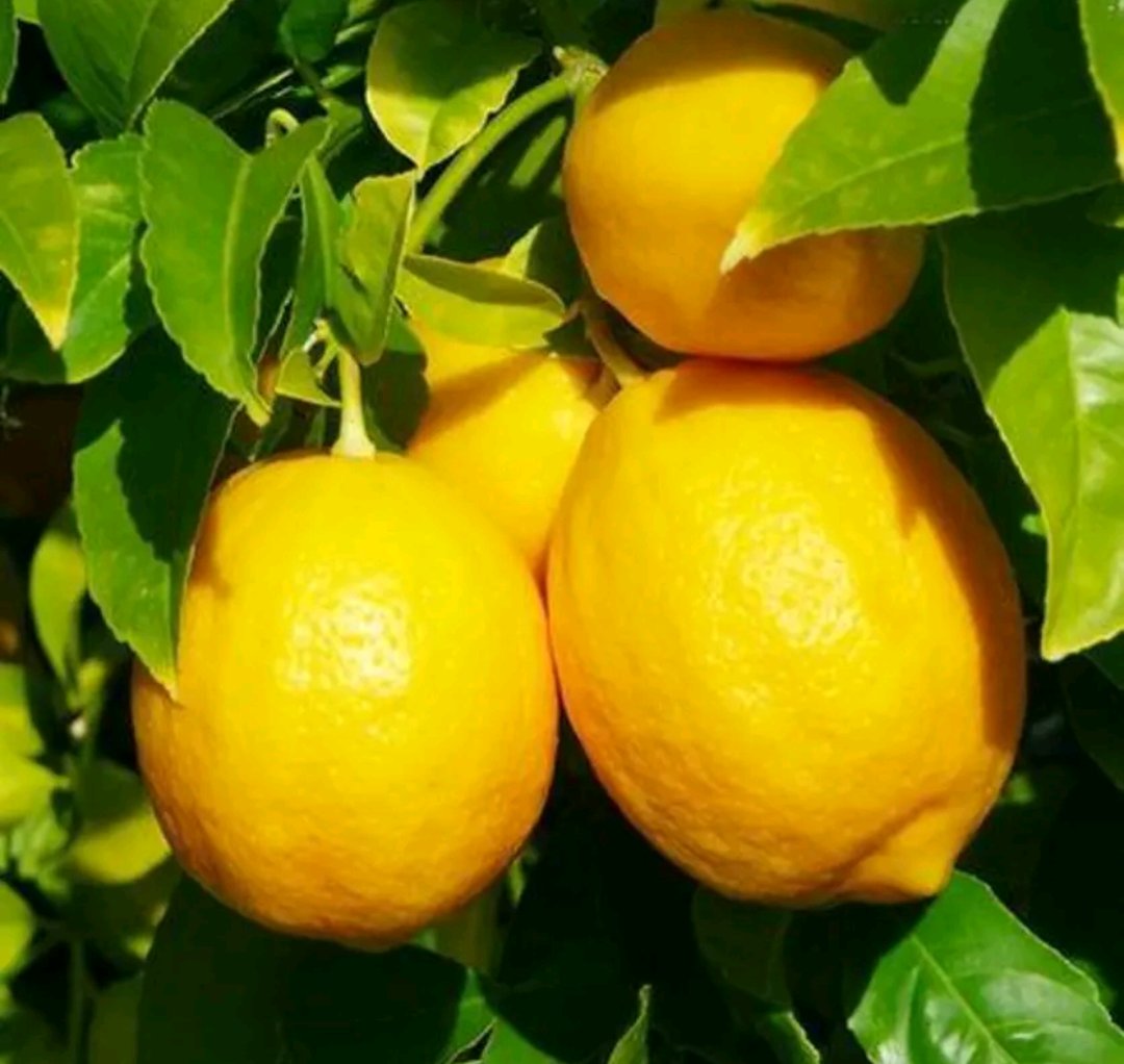 一棵茂盛的柠檬树,枝头挂满金黄色的柠檬,在阳光照射下显得格外诱人 柠檬树与阳光下的果实