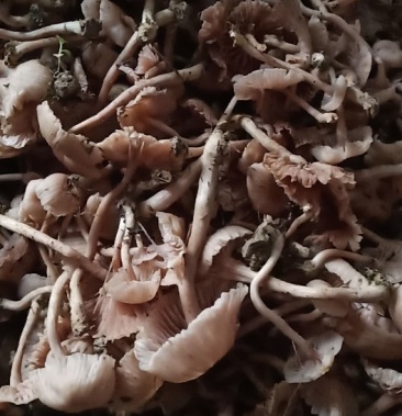 [鲜茶树菇批发]皮条菌价格15.00元/斤 - 一亩田