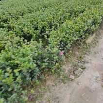茶梅小苗茶精品梅球低价供应
