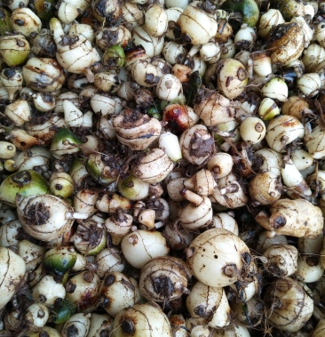 纯生态移栽毛慈菇要得联系