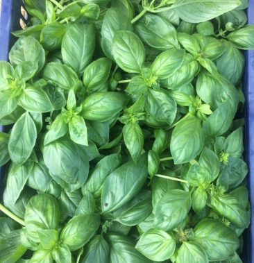 鲜罗勒叶干品冻品adfd