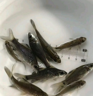 [岩原鲤鱼批发]岩鲤 支持送货上门货到付款价格0.60元/个 - 一亩田