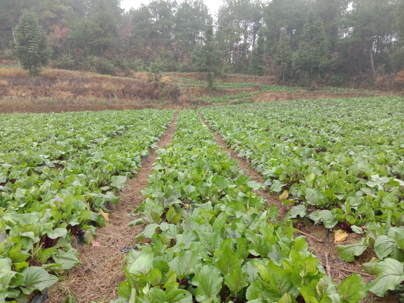 红菜苔田间成熟景象