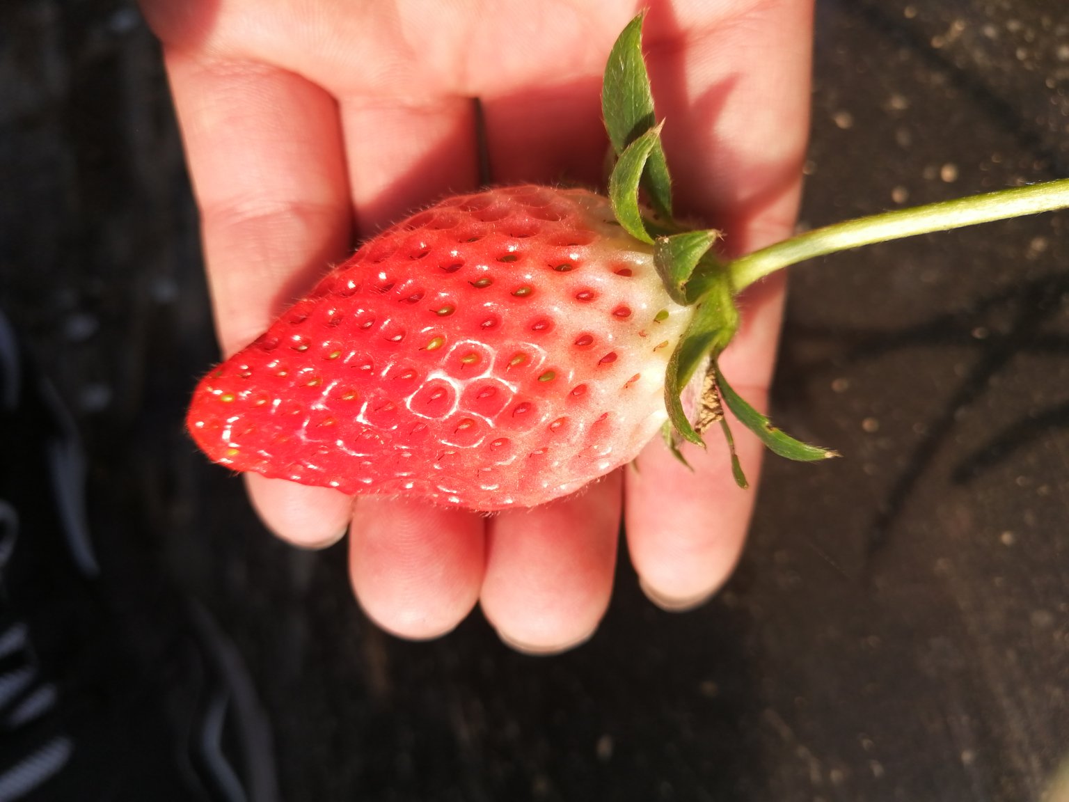消费者手持甜宝草莓，指尖轻捏果尖准备入口的特写场景