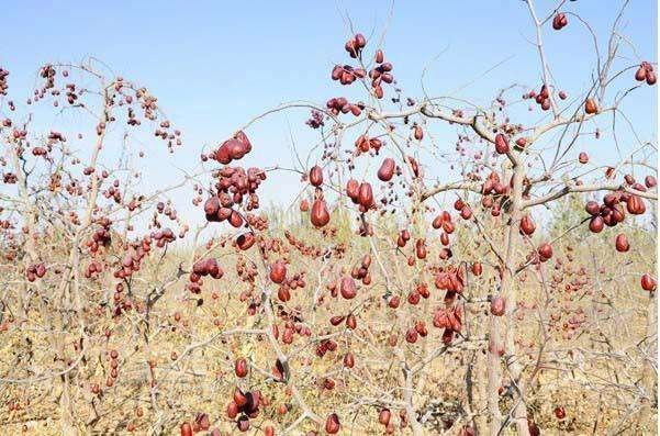 广袤的新疆和田绿洲中连片种植的骏枣树,阳光充足,土壤沙质,远处可见昆仑山脉背景,果树挂满深红色饱满果实 新疆和田地区的骏枣果园全景