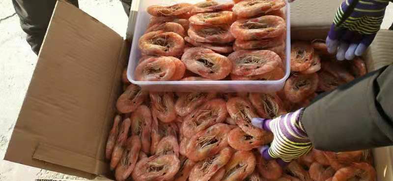 展示新鲜对虾经过高温烹饪后的成品图,突出其鲜嫩口感和健康烹饪方式 对虾烹饪成品图