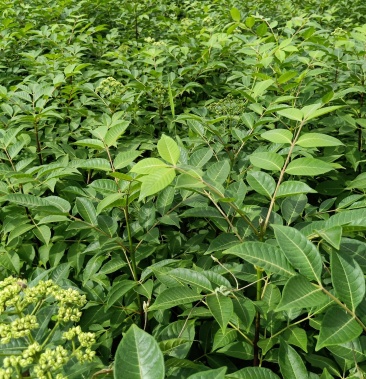 江西中花吴茱萸树衣子扦插苗江西中花扦插苗挂果苗