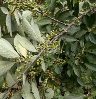 木香子木姜子山蒼子青皮樹山蒼樹過山香山胡椒