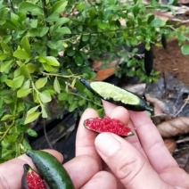 澳洲手指柠檬苗澳洲指橙四季结果柠檬苗广东香水柠檬树苗