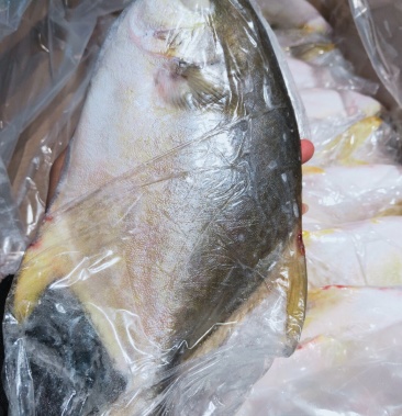 鲳鱼金鲳鱼单冻无冰衣500600规格鲳鱼