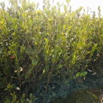 油茶苗，油茶树苗，高产嫁接油茶苗，大量供应