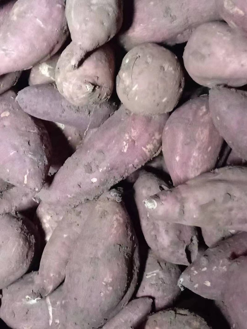 红皮红心红薯品种图片