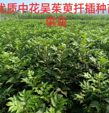 广西柳城县吴茱萸优质中花扦插种苗大量供应