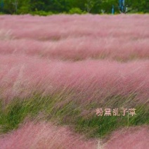 粉黛乱子草，发芽率95%高档花海种子，浪漫粉色