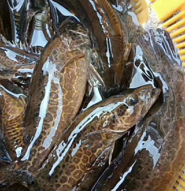 3 万访客1399沟通14人买过6145元订单总额商家其他商品溪石斑