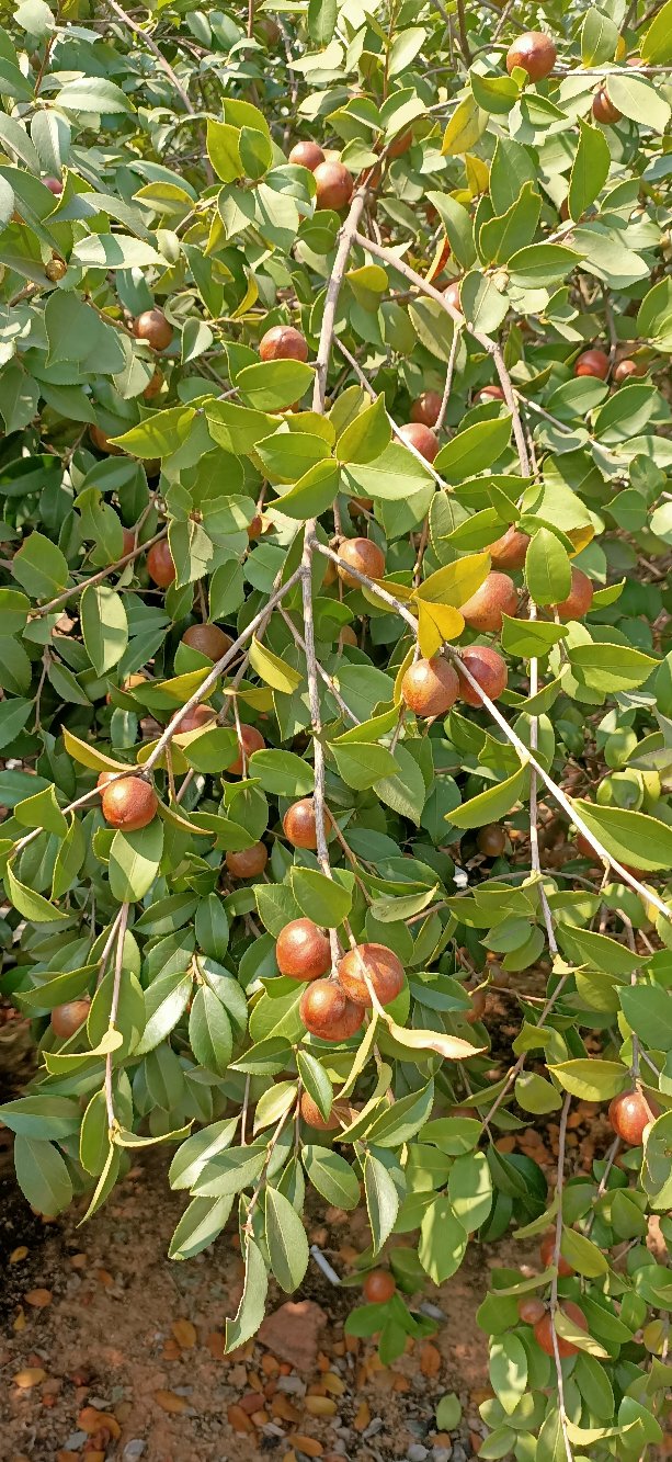 [油茶苗批发]油茶树苗长林系列高产嫁接油茶苗茶树苗茶籽树苗白花皮溥