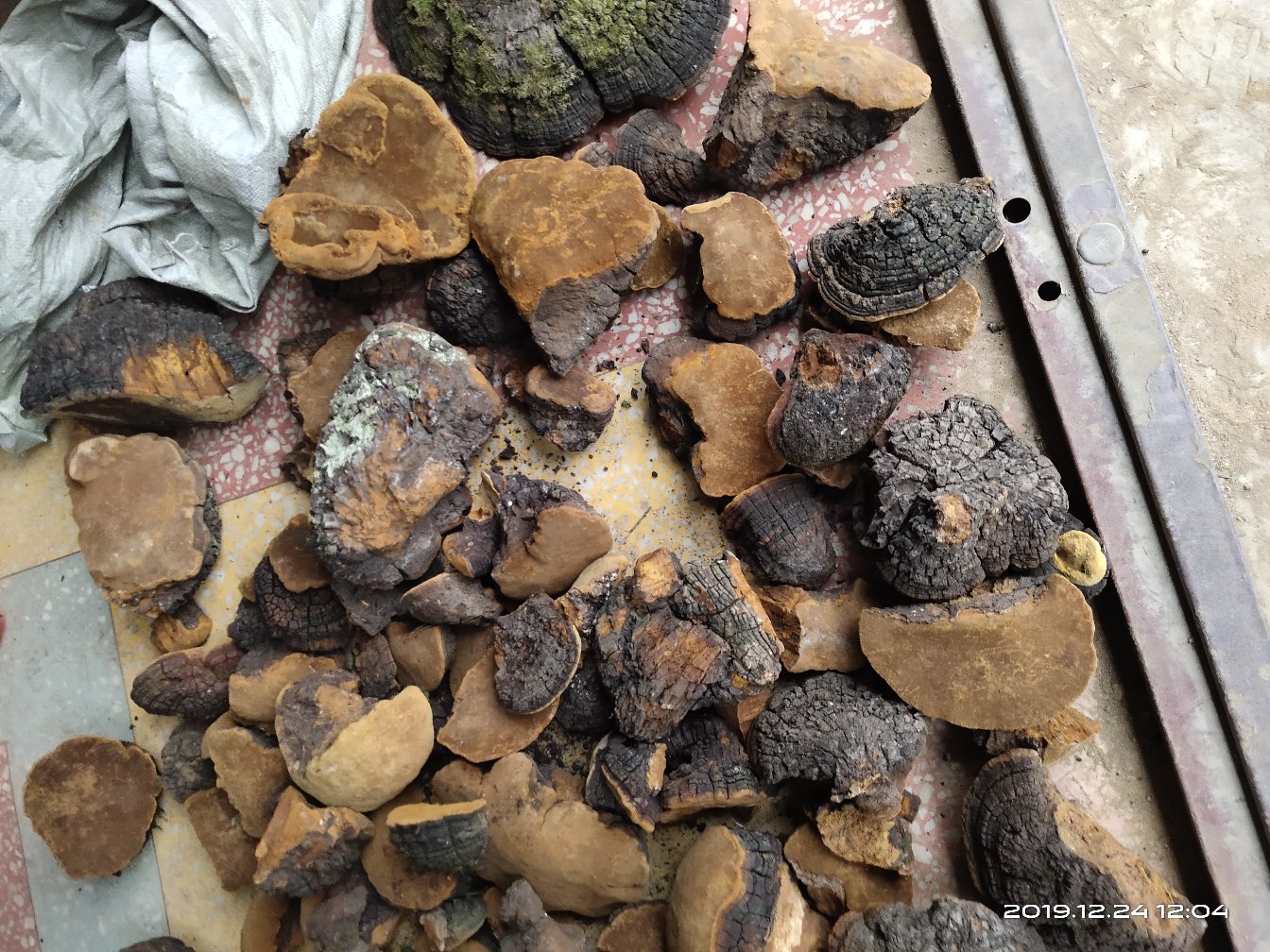 [桑黄批发]桑黄 紫油桑黄 树黄 野生桑树桑黄 正品价格170.