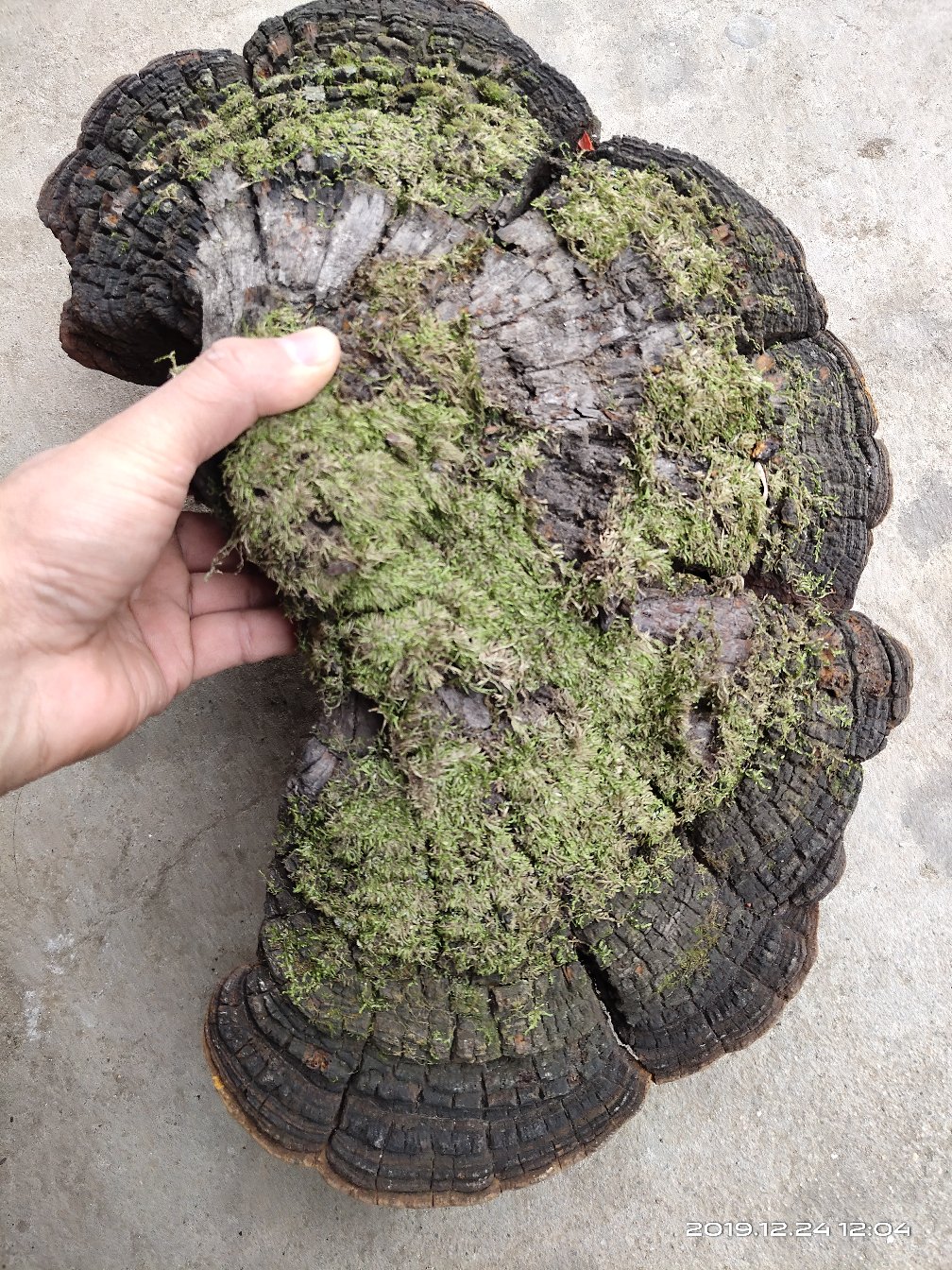 [桑黄批发]桑黄 紫油桑黄 树黄 野生桑树桑黄 正品价格170.