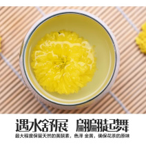 茶溪绿谷晓起皇菊一朵一杯明目清火全国包邮