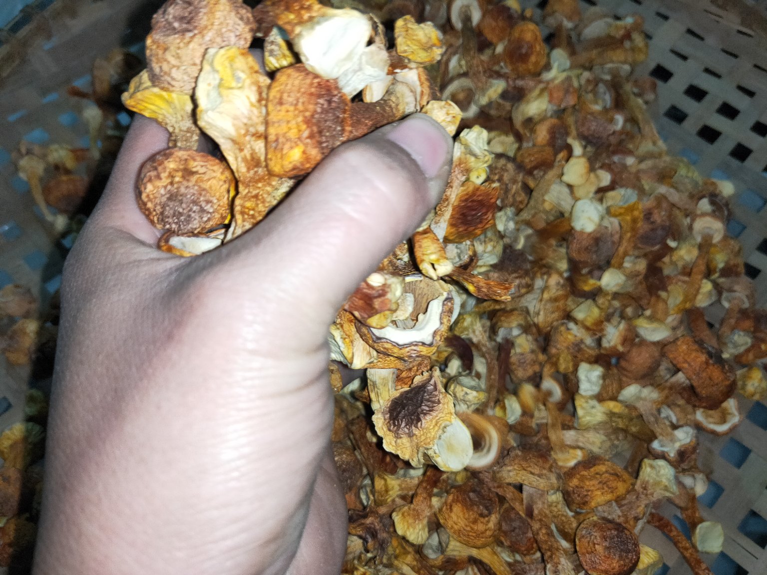 姬松茸营养粉使用场景图