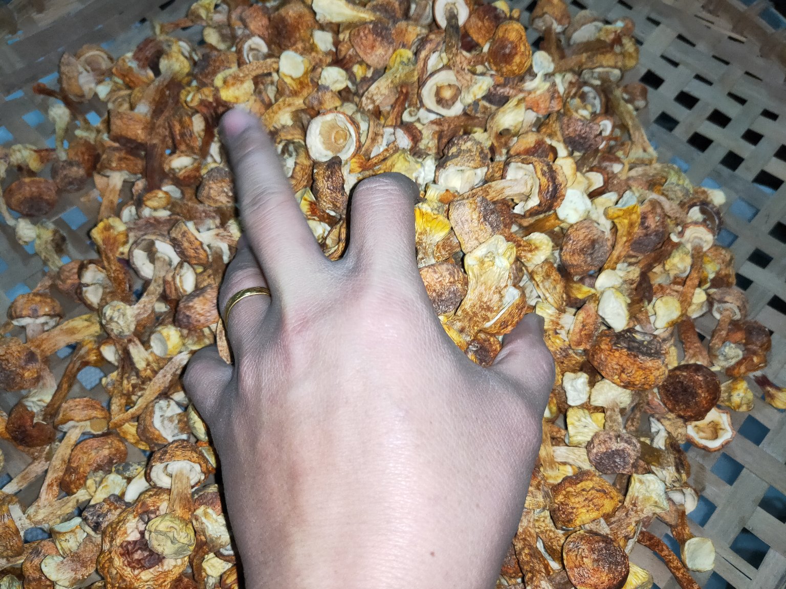 姬松茸番茄炖煮过程图