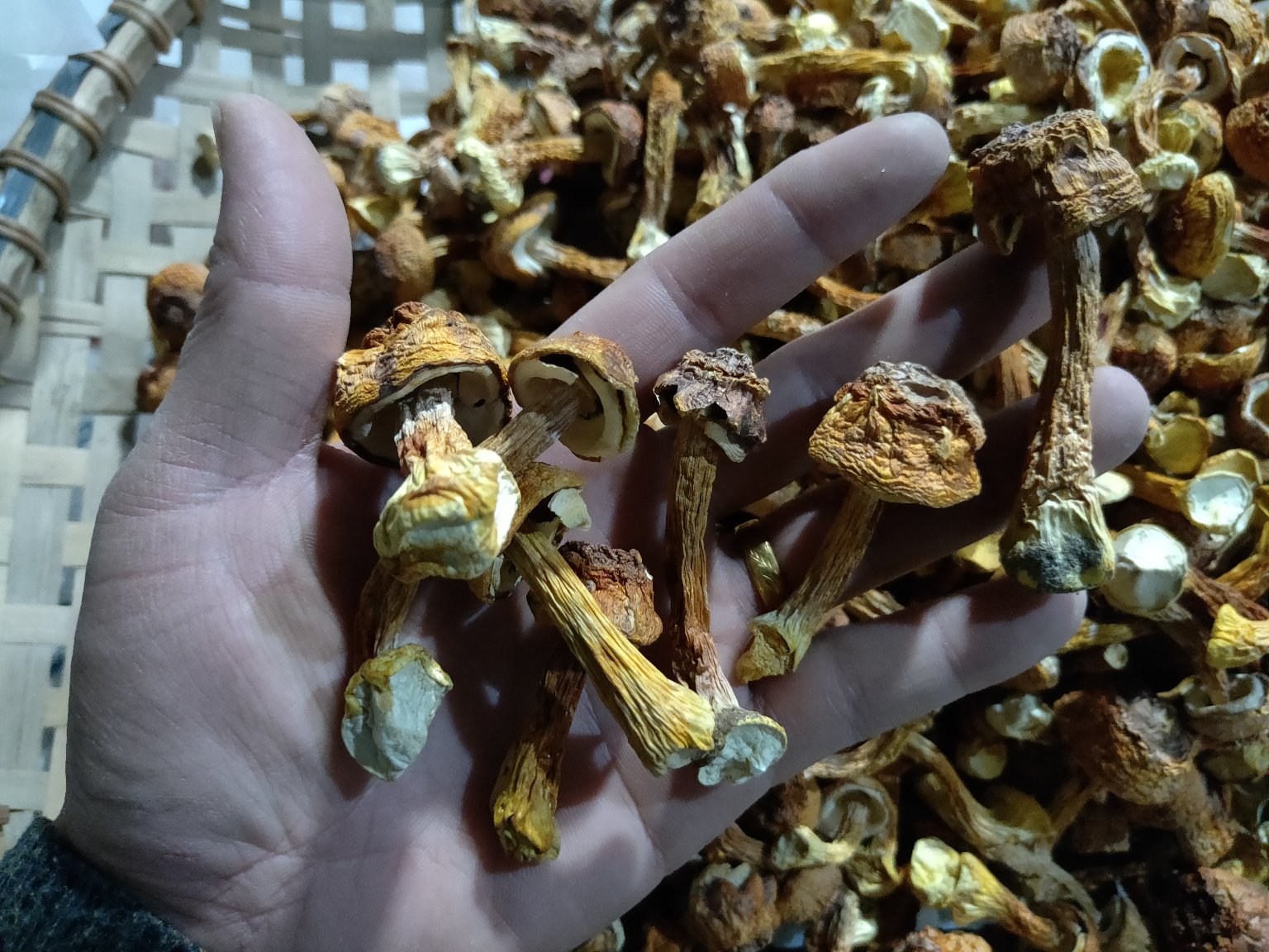 图表展示姬松茸与常见食材如鸡肉、猪肉、豆制品等的嘌呤含量对比,帮助读者直观理解 姬松茸与其他食材嘌呤含量对比图