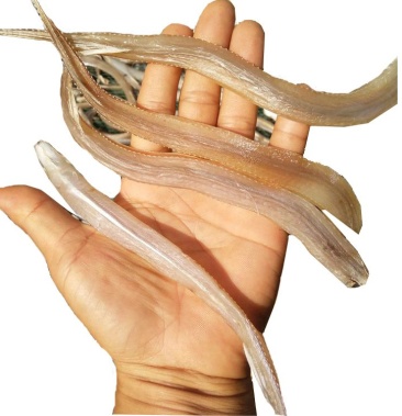 北海小柴鱼新鲜干鱼一件代发