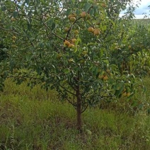 梨树