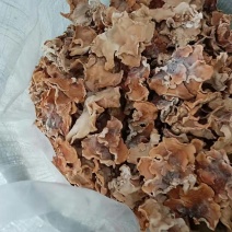 食用菌干货榆耳，批发榆耳大量现货代收代存