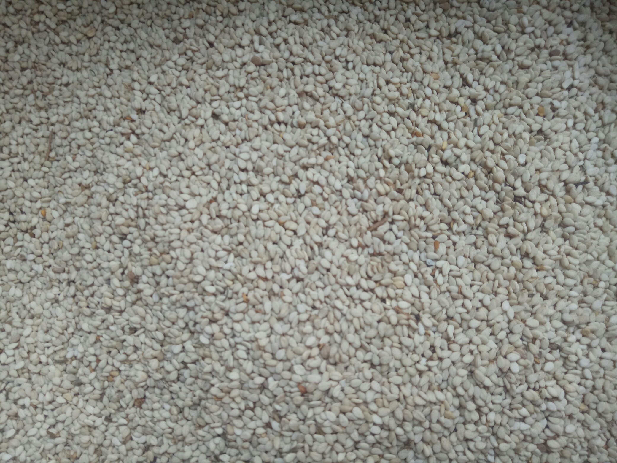 芝麻的微观视角