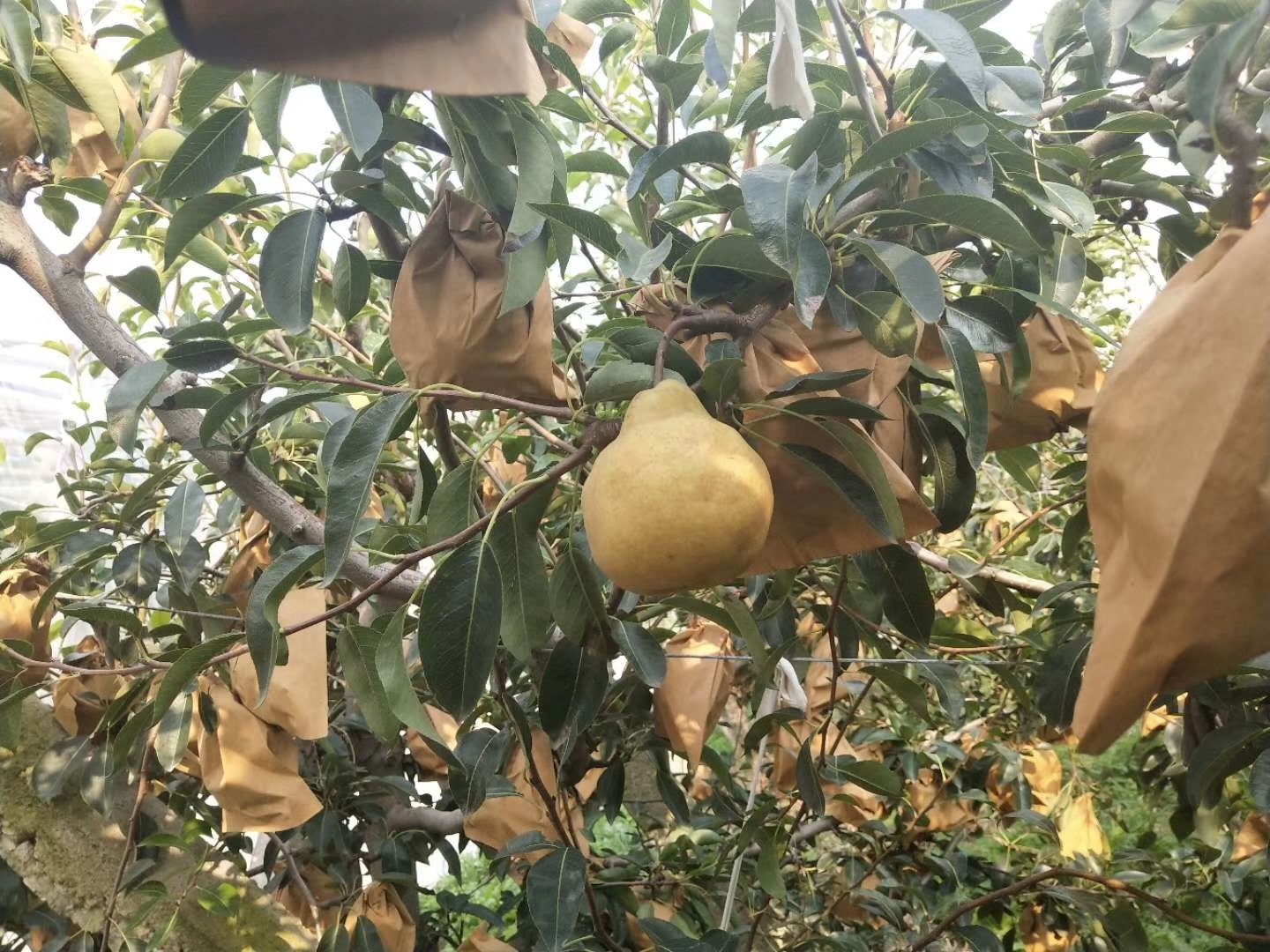 基地直供优质丑梨树苗