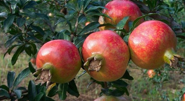 石榴果粒特写对比图