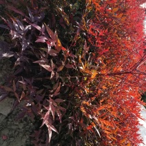 南天竹，常年大量直销(高度20CM一70CM)