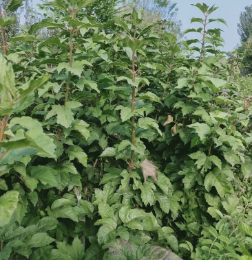 木槿:大冠幅木槿,绿化工程苗木