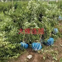 连翘：大冠幅东北连翘：绿化工程苗木