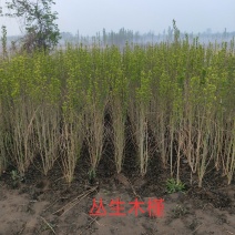 丛生木槿：乔灌木：绿化工程苗木