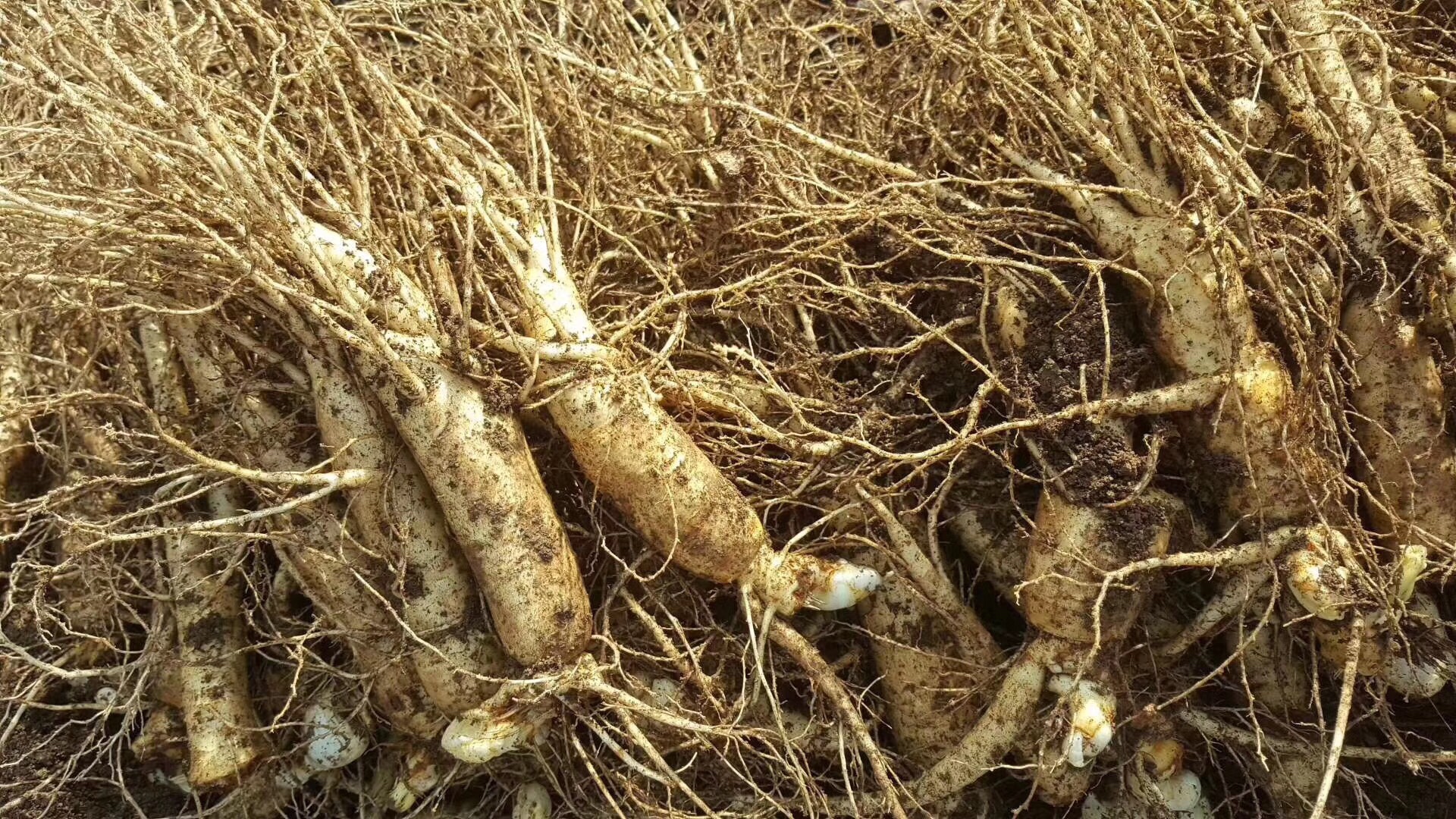 鲜人参与干人参对比图