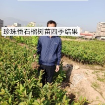 番石榴树苗珍珍番石榴树苗四季结果非常高产
